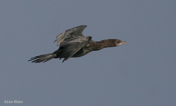 קורמורן גמדי  Pygmy Cormorant  Phalacrocorax carbo                      כנרת סתיו 2006